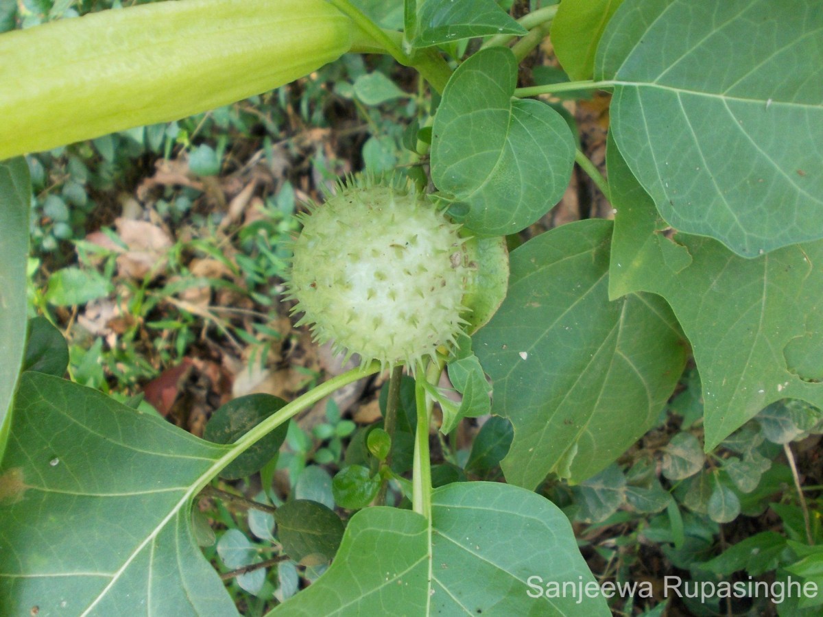 Datura metel L.